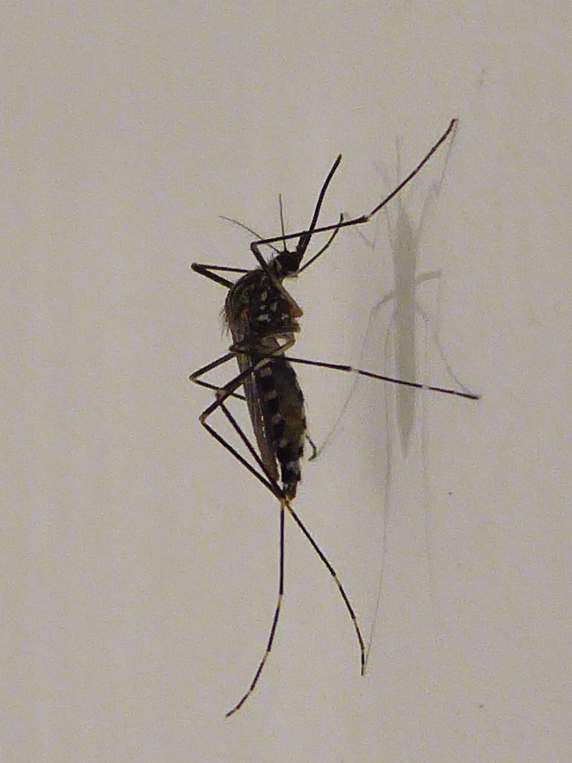 Image of Aedes koreicus (Edwards 1917)