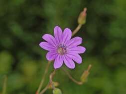 Image of hedgerow geranium