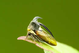 Image of treehoppers