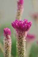 Imagem de Celosia argentea L.