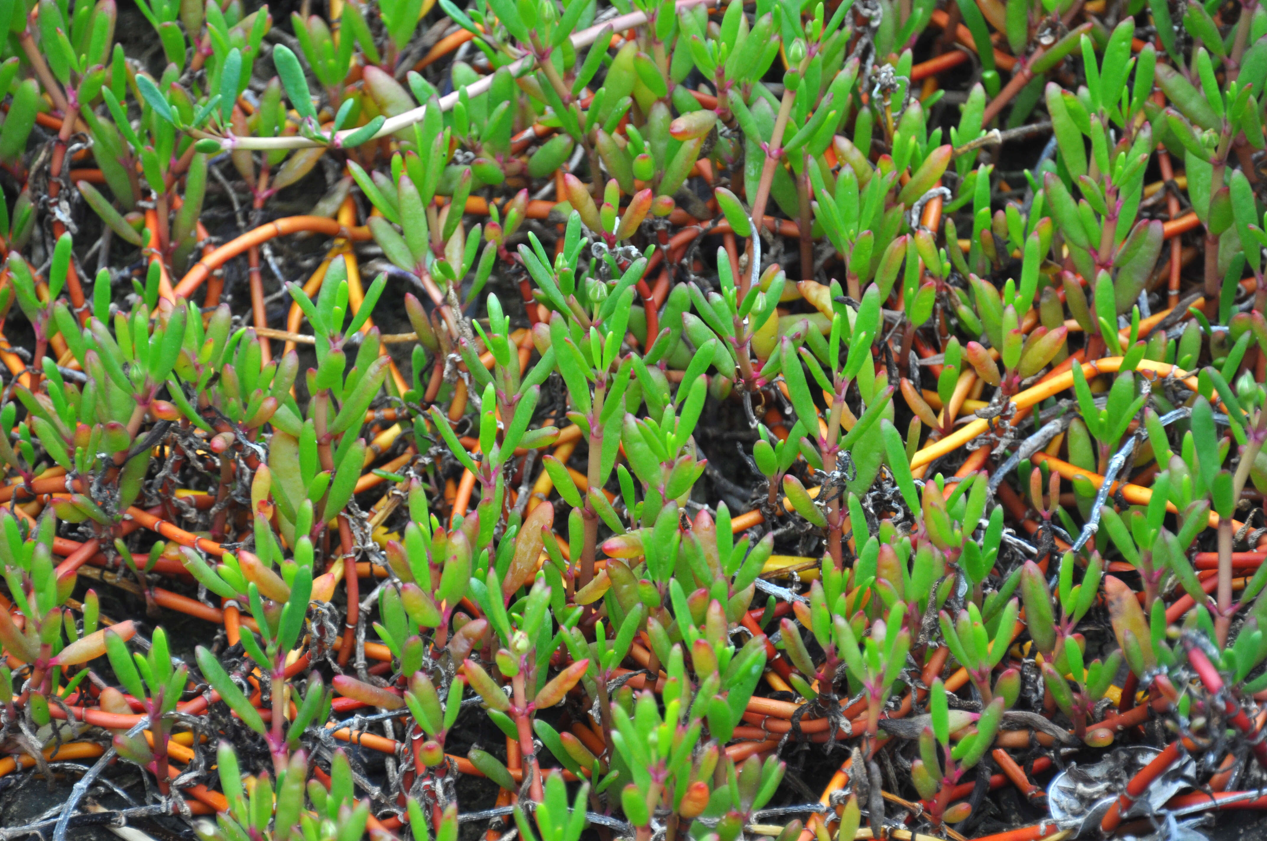 Plancia ëd Sesuvium portulacastrum (L.) L.