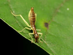 Image of Two-spotted Tree Cricket