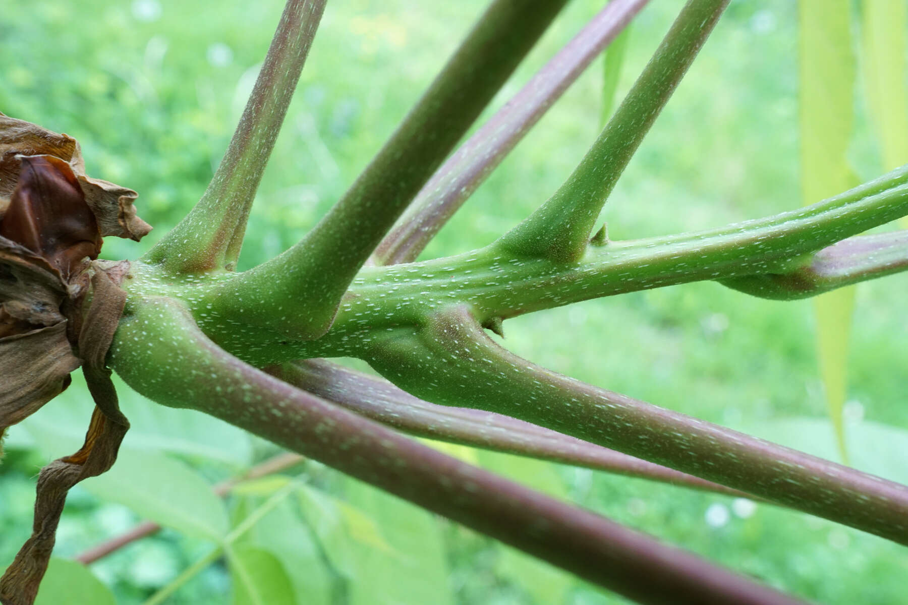 Image of shellbark hickory