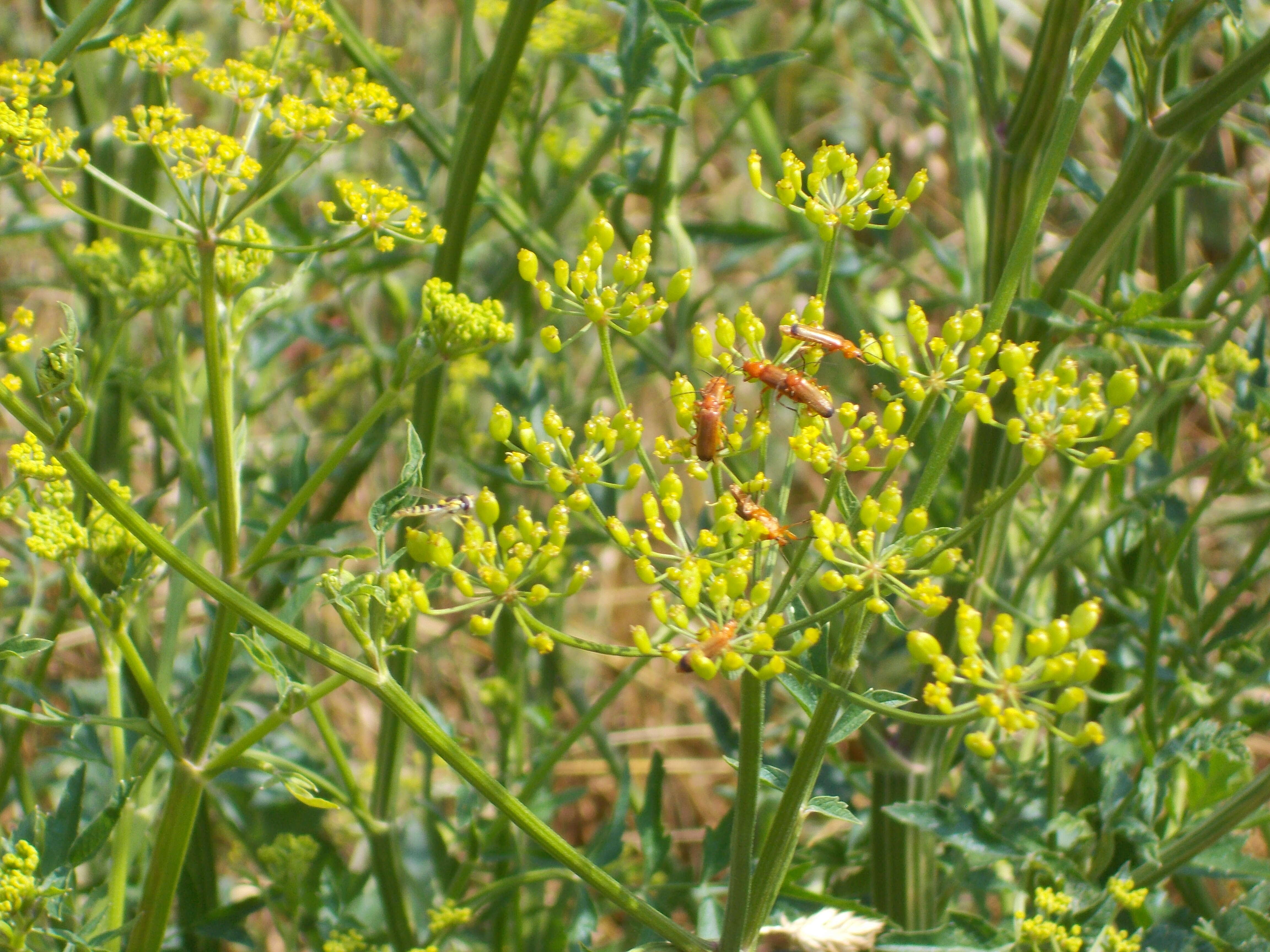 Imagem de Pastinaca sativa L.