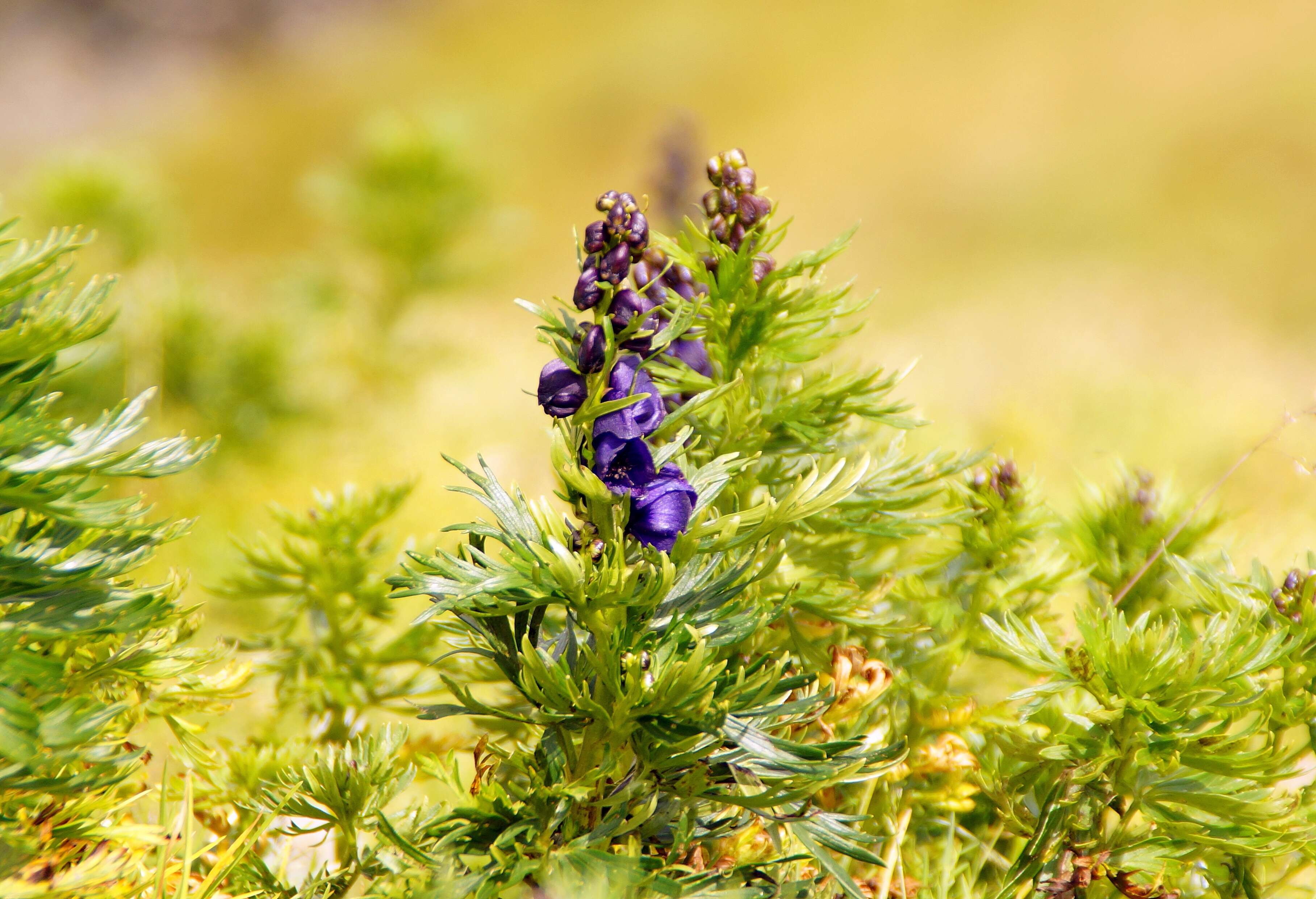 Слика од Aconitum napellus L.