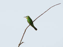 Image of Blue-cheeked Bee-eater