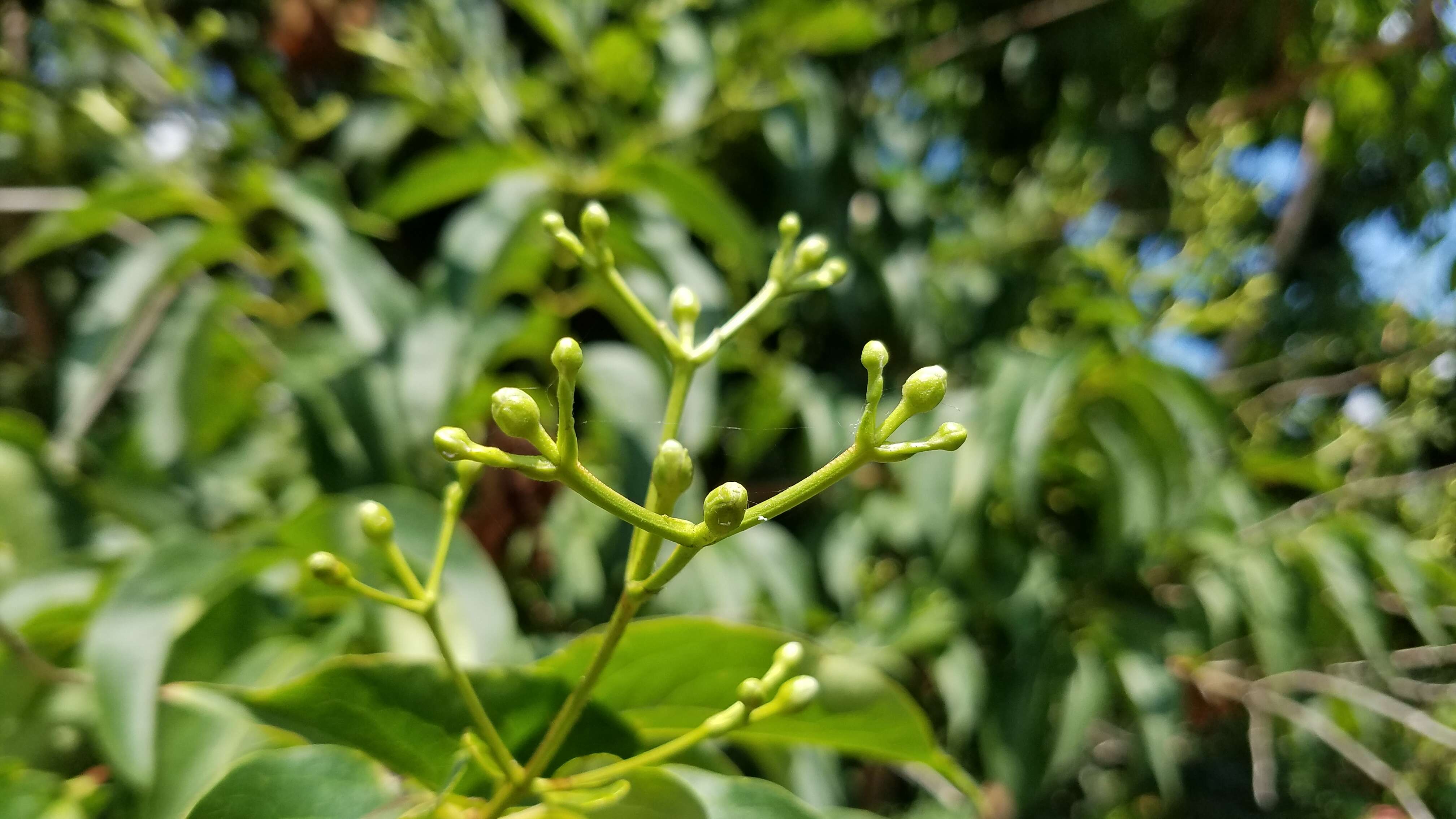 Image of Heptacodium