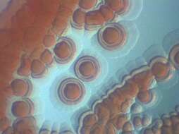 Image of Bacteria