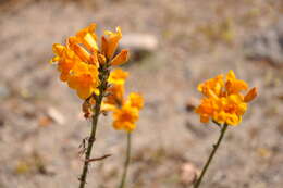 Image de Argylia radiata (L.) D. Don