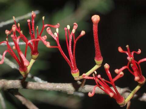 Imagem de Amyema gaudichaudii (DC.) Tieghem