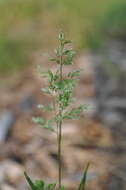 Image of Annual Meadow Grass