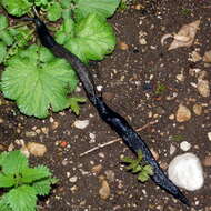 Image of ash-black slug