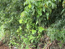 Image of ivy gourd