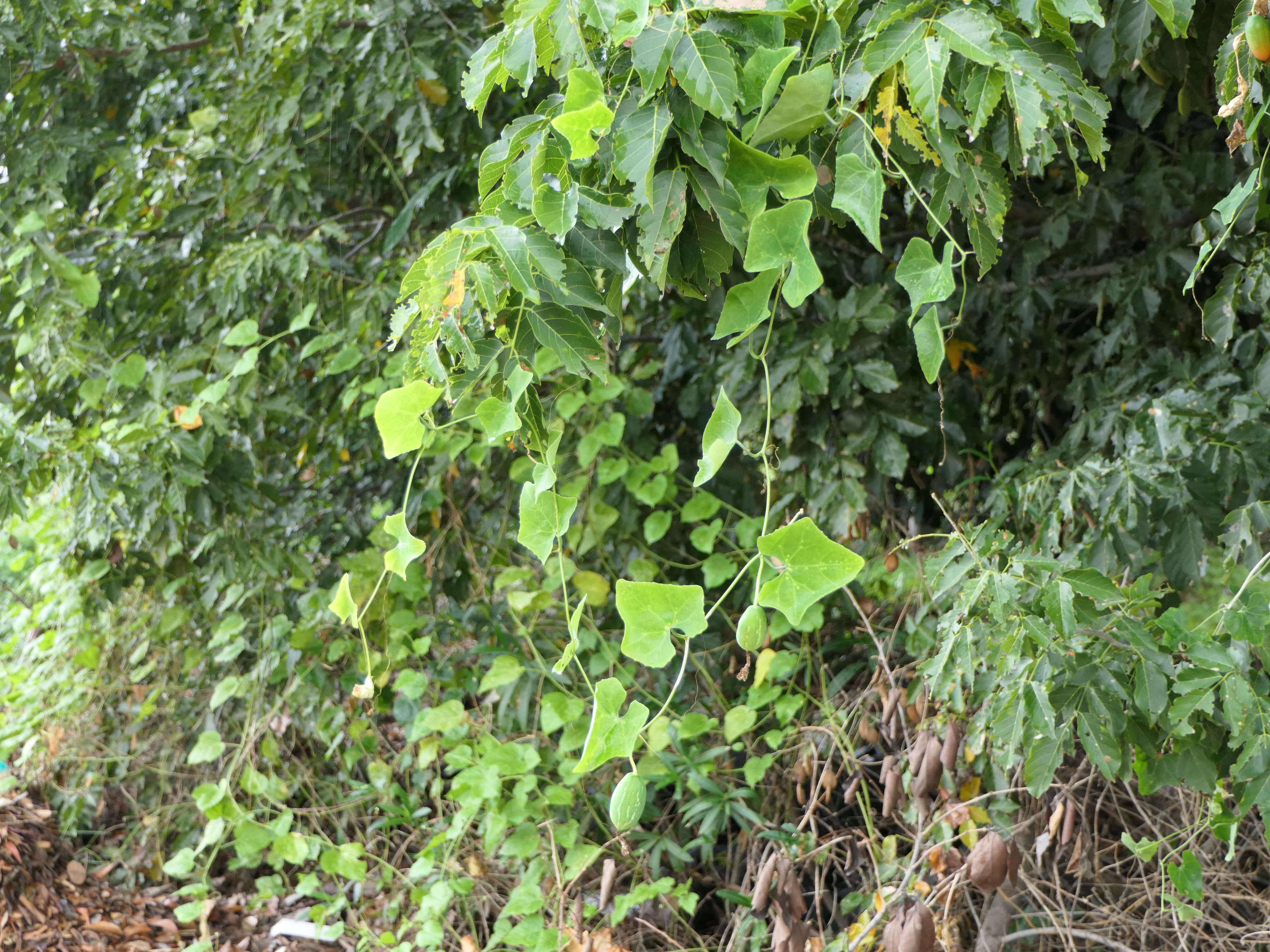 Image of ivy gourd