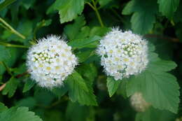 Physocarpus opulifolius (L.) Maxim. resmi