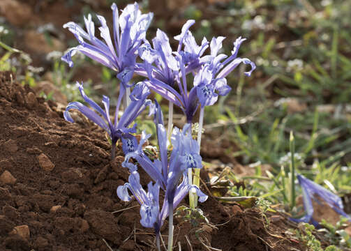 Image of Iris reticulata M. Bieb.