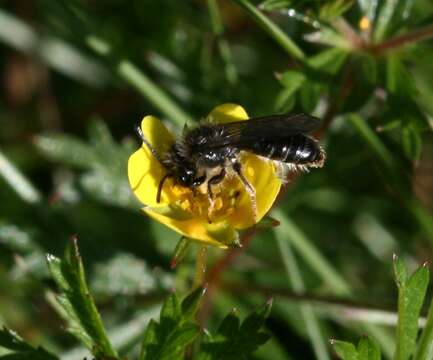 Image of Andrena tarsata Nylander 1848