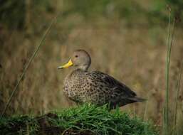Image of Yellow-billed Pintail