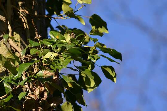 Image of English ivy