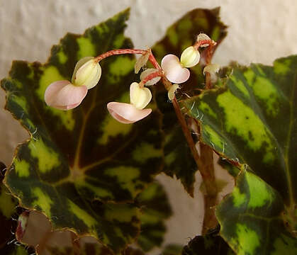 Image of Begonia bowerae Ziesenh.