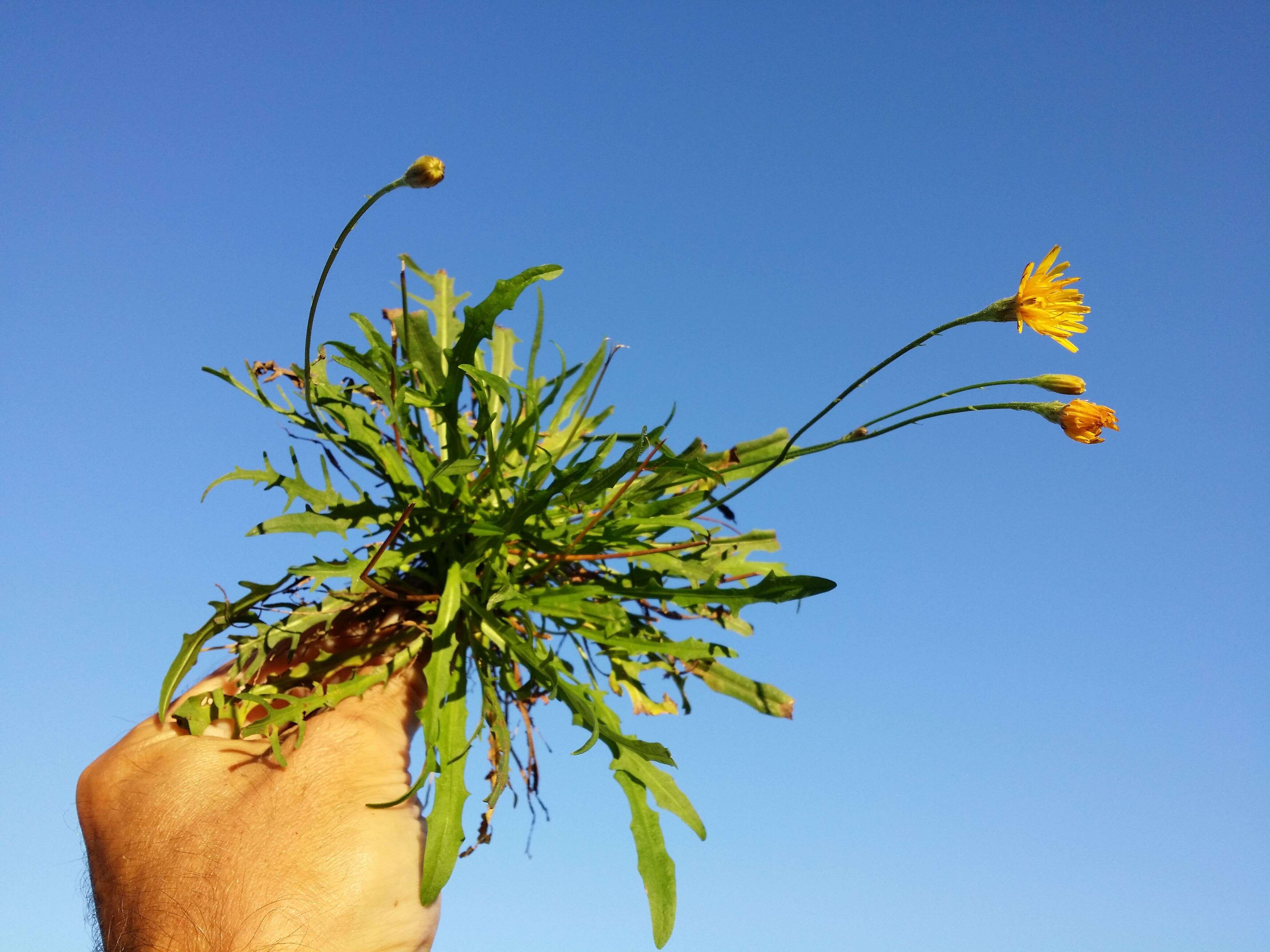 Image of fall dandelion