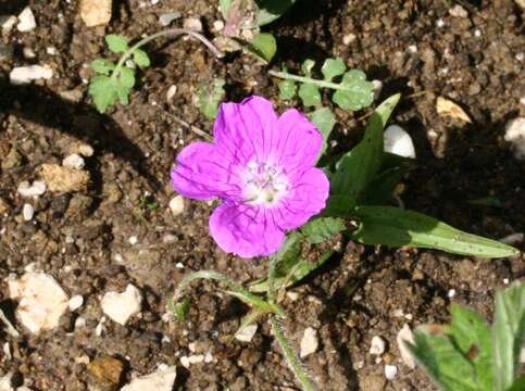 Imagem de Geranium palustre L.