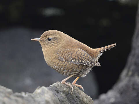 صورة Troglodytes pacificus Baird & SF 1864