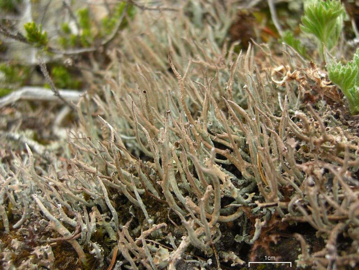 Image of cup lichen