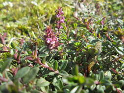 Image of Large Thyme
