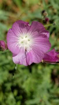 Image of checkerbloom