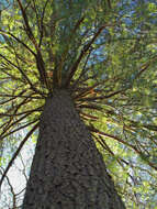 Image of eastern white pine