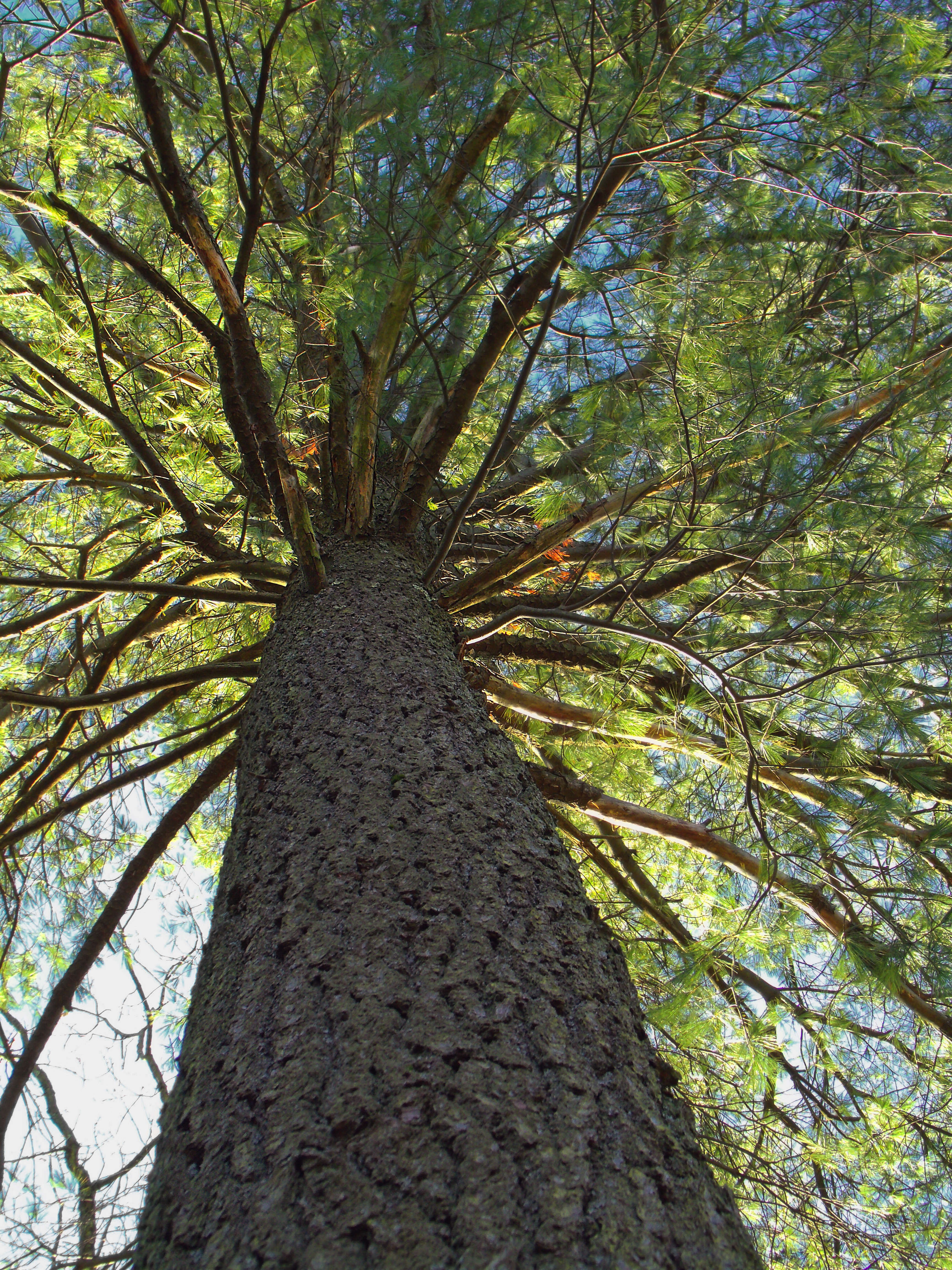 Image of eastern white pine