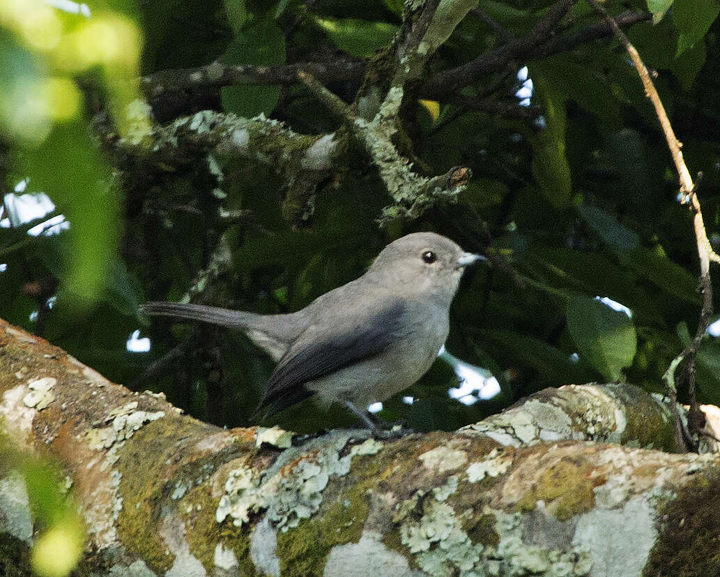 Image of Grey-throated Flycatcher