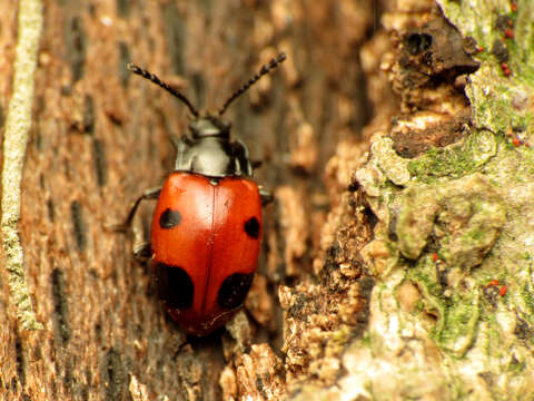 Image of Endomychus biguttatus Say 1824