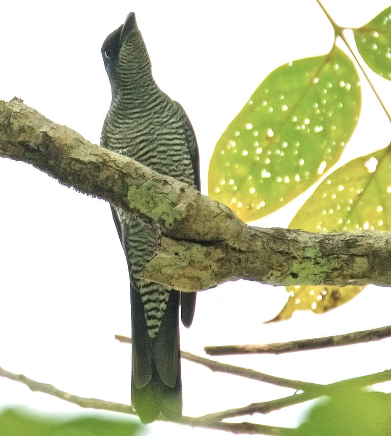 Image of Andaman Cuckooshrike