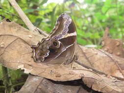 Image of Bamboo Tree Brown