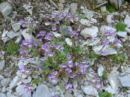 Image of Chaenorhinum origanifolium (L.) Fourr.