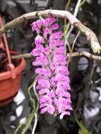 Sivun Dendrobium secundum (Blume) Lindl. ex Wall. kuva