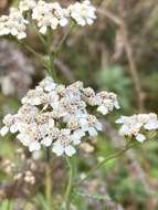 Image of yarrow, milfoil