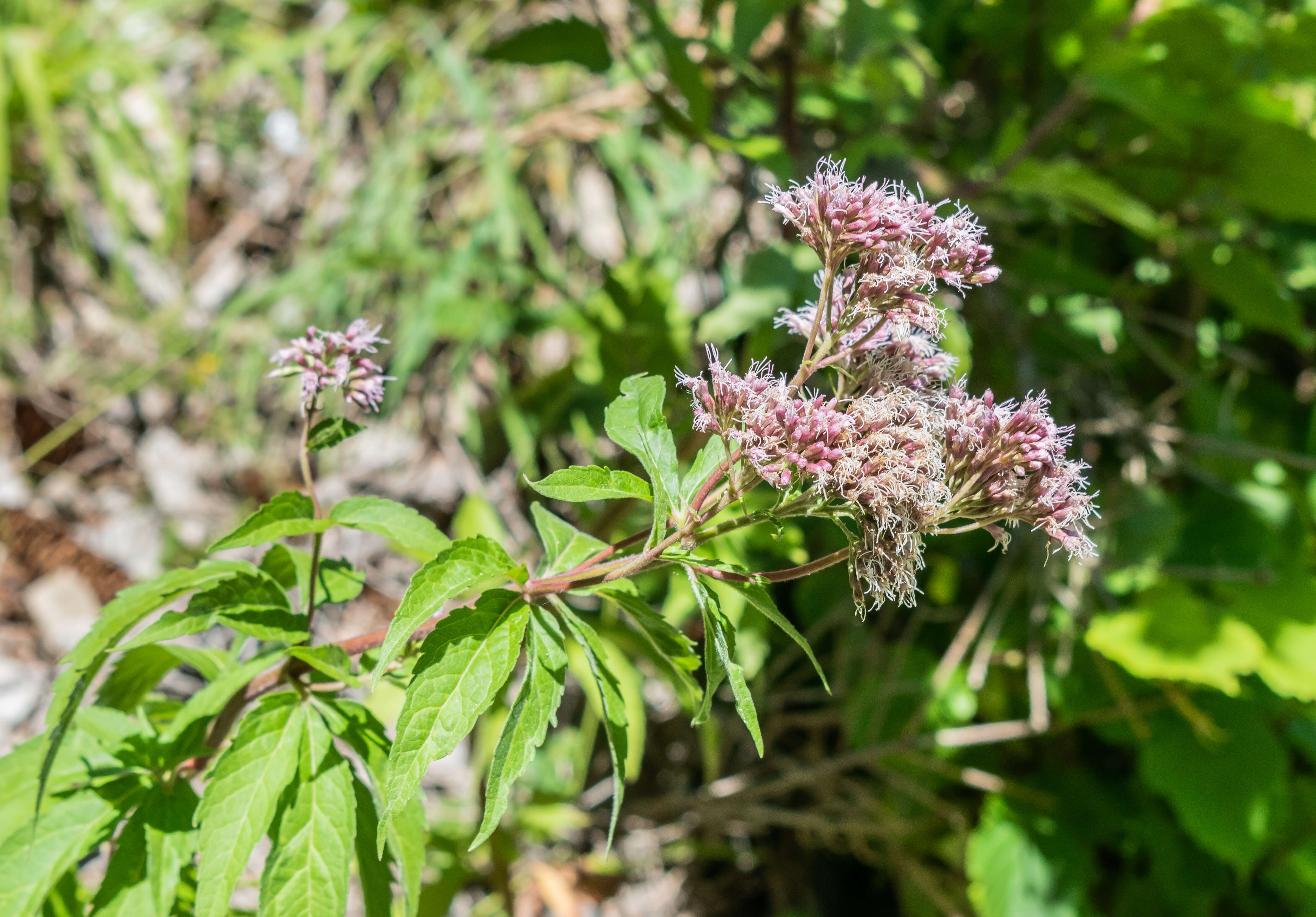 Image of hemp agrimony