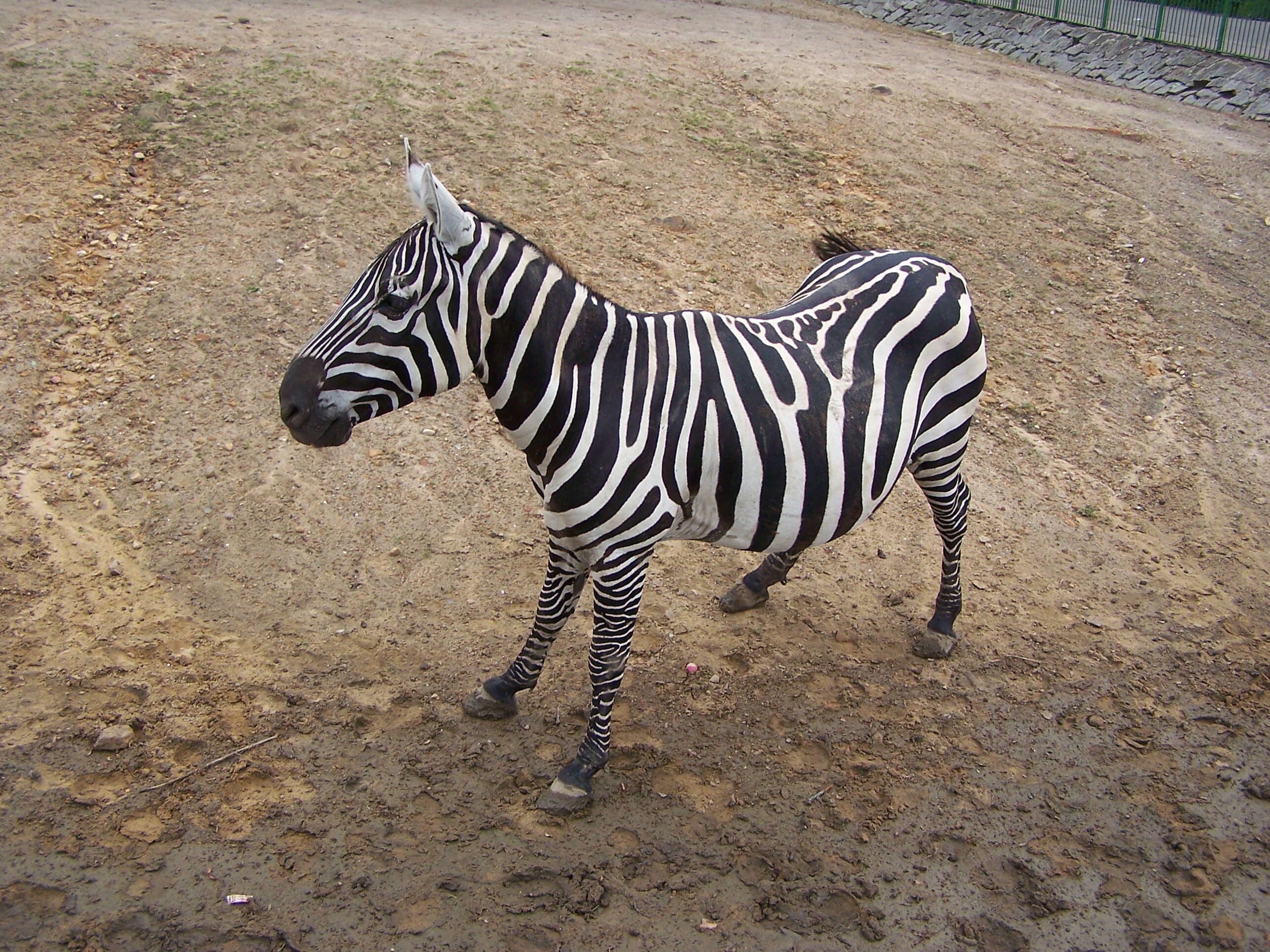 Image of zebra