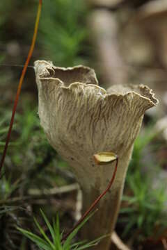 Image of Pseudocraterellus undulatus (Pers.) Rauschert 1987