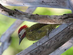 Image of Spot-breasted Woodpecker