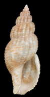 صورة Leufroyia concinna (Scacchi 1836)