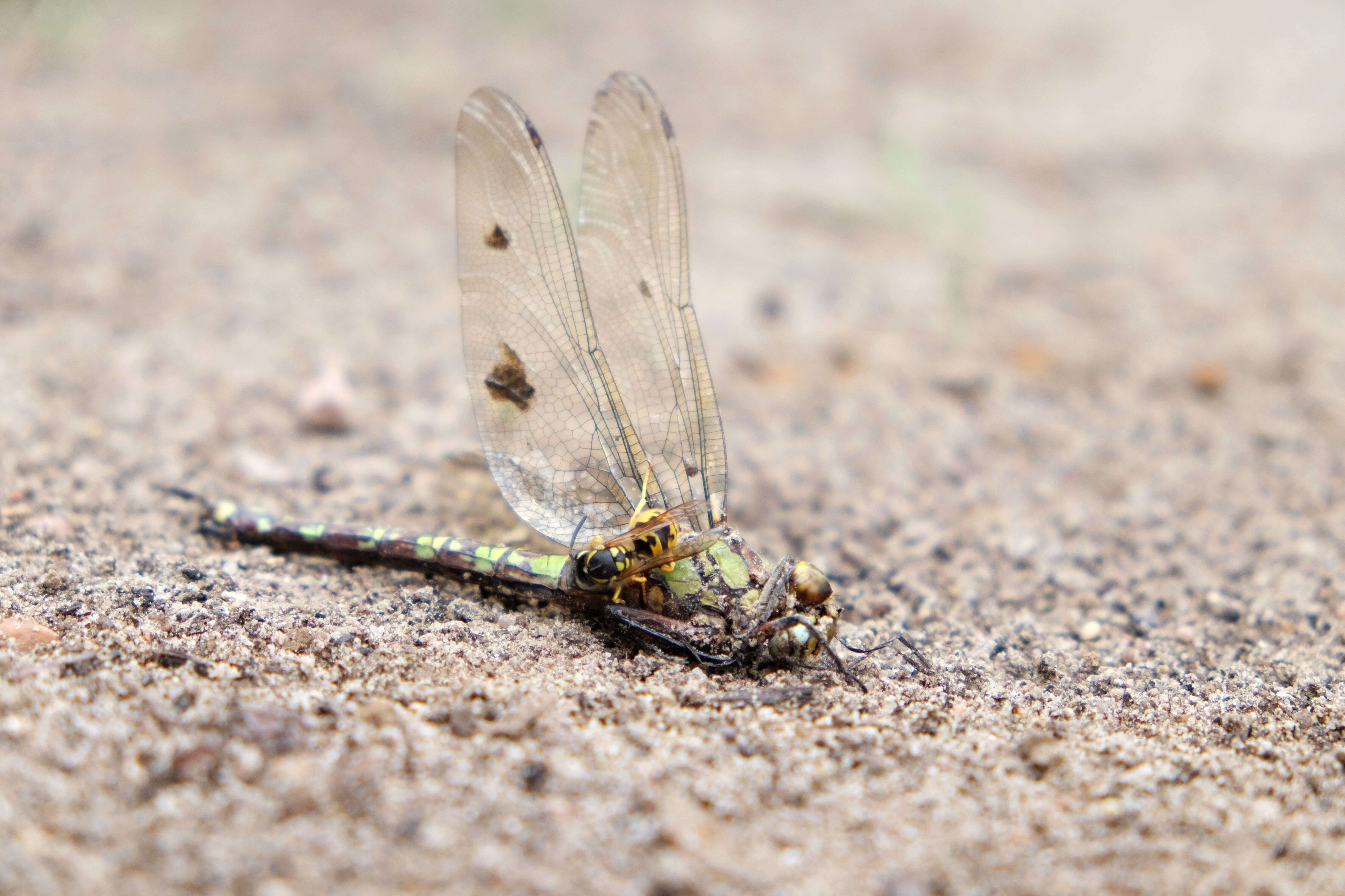 Image of German Wasp