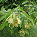 Image of Acer coriaceifolium Leveille