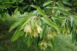 Plancia ëd Acer coriaceifolium Leveille