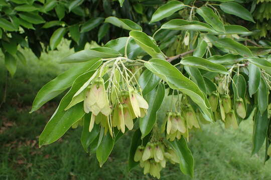 Acer coriaceifolium Leveille resmi