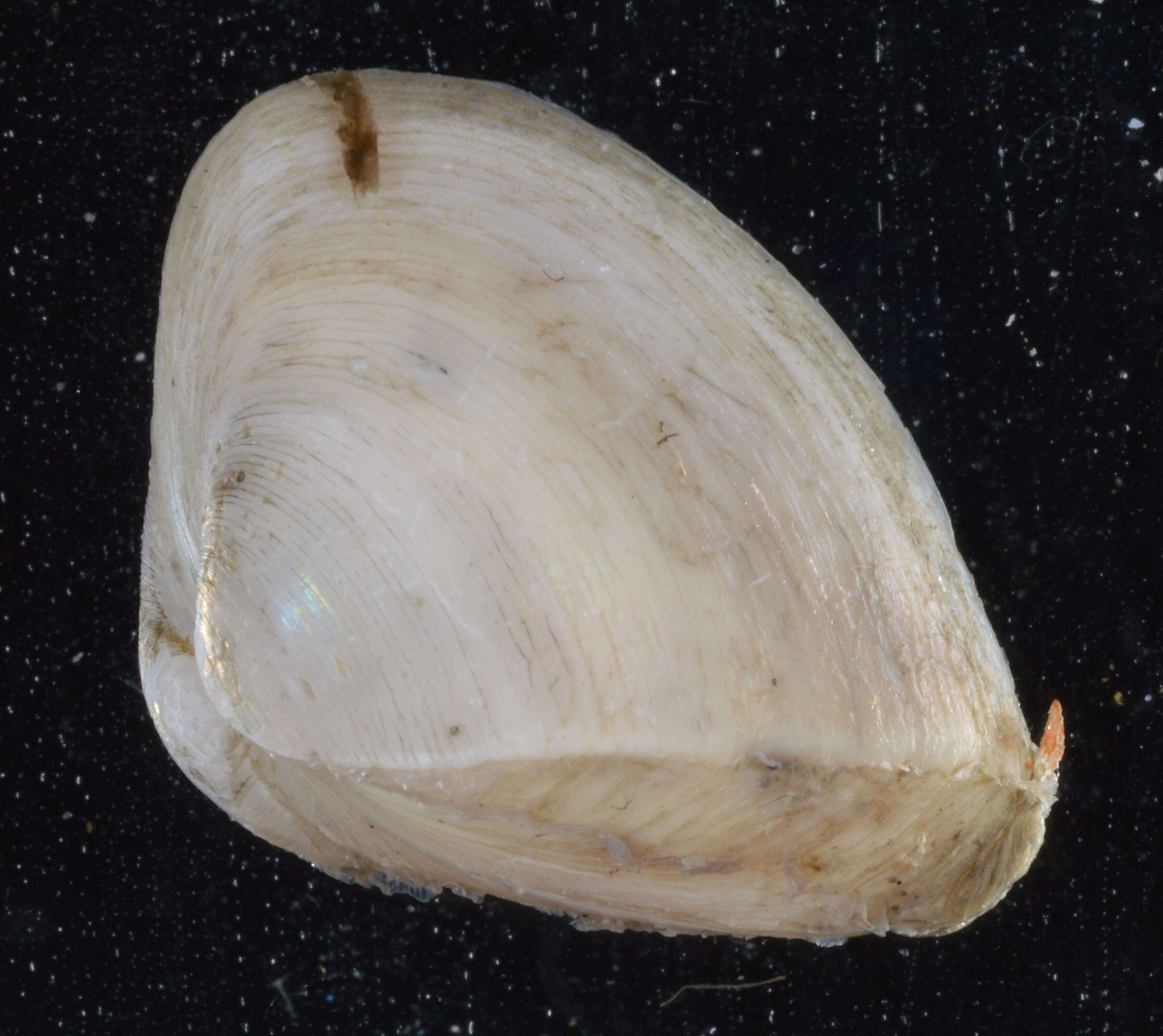 Image of dwarf surfclam