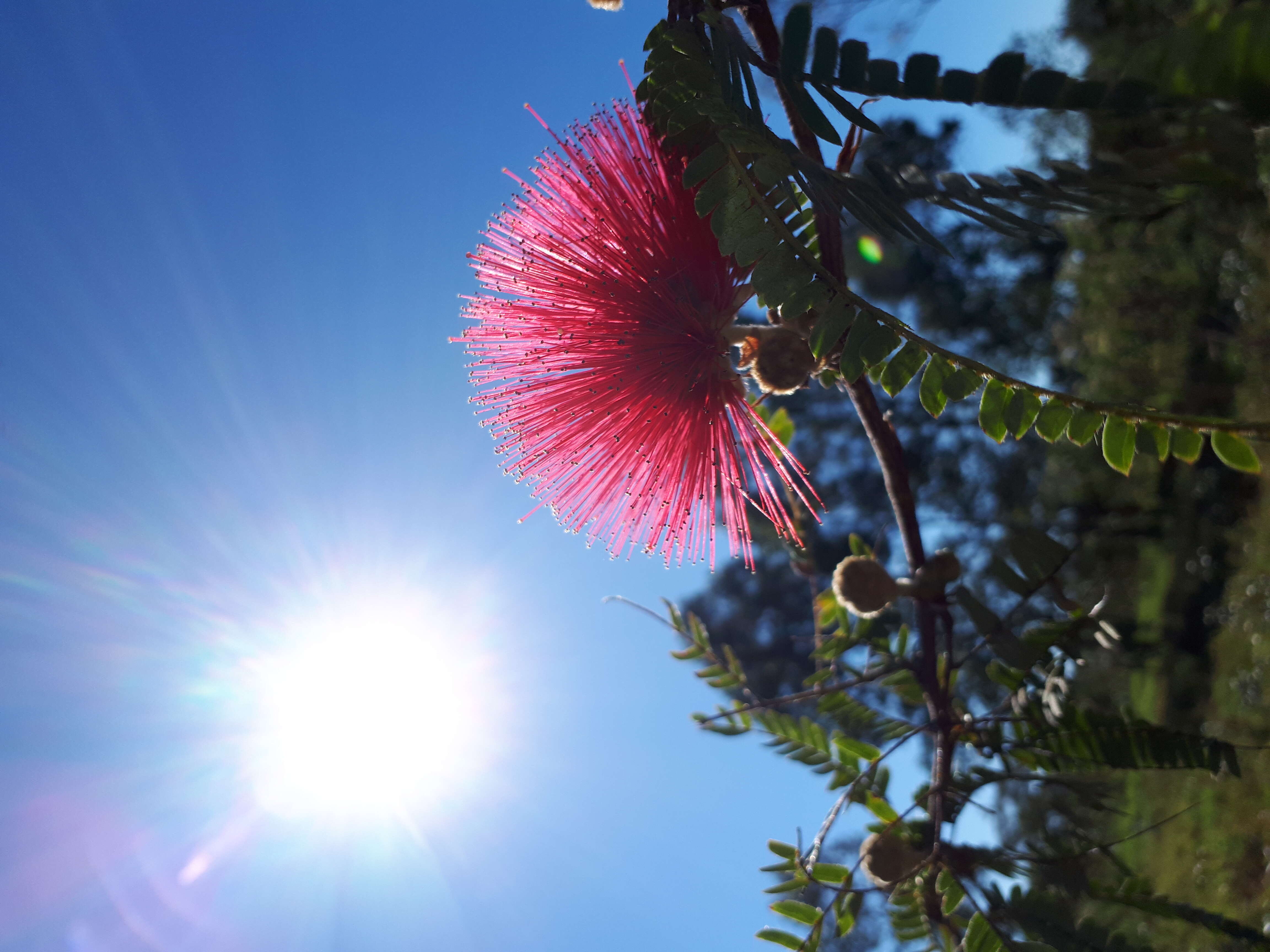 Image of Calliandra dysantha Benth.